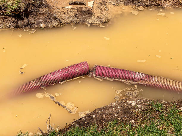 Best Flood damage cleanup  in Campbellsburg, KY
